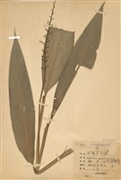 藏品(山薑)的圖片